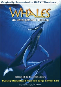 Whales: An unforgettable Journey